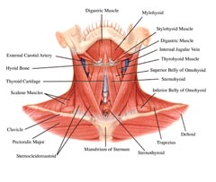 Superficial anterior musculature